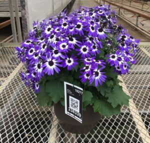 Pericallis 'Senetti Blue Bicolor Imp.' (Suntory Flowers)