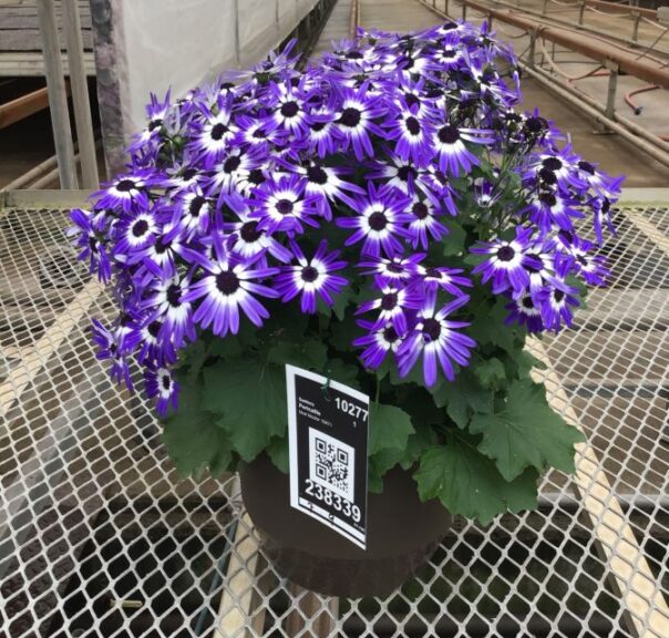 Pericallis 'Senetti Blue Bicolor Imp.' (Suntory Flowers)