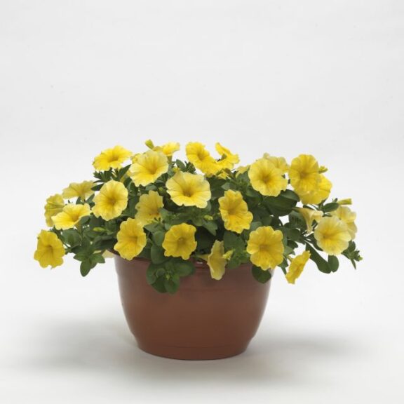 Petchoa 'Caliburst Yellow' (PanAmerican Seed)