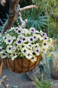 Petunia 'Amazonas Plum Cockatoo' (Danziger)