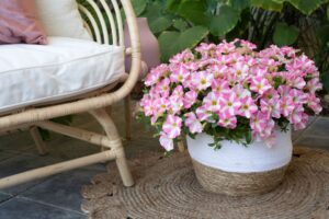 Petunia 'Amore Pink Princess' (Danziger)