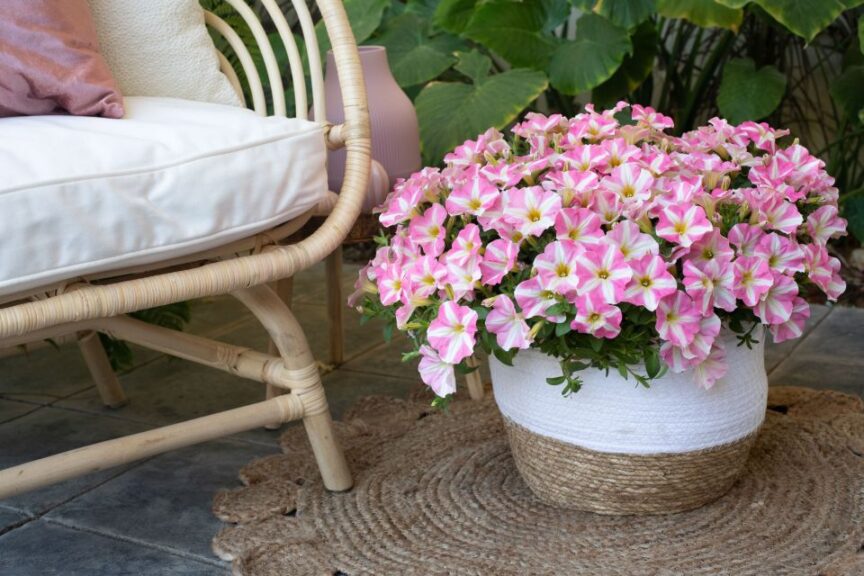 Petunia 'Amore Pink Princess' (Danziger)