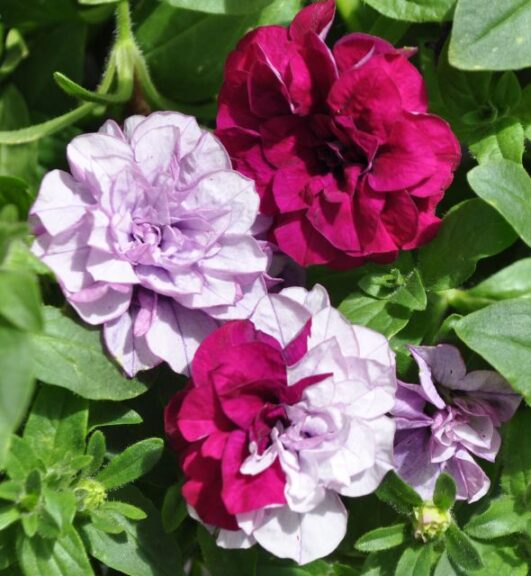 Petunia 'Blanket Double Surprise' (Green Fuse Botanicals)
