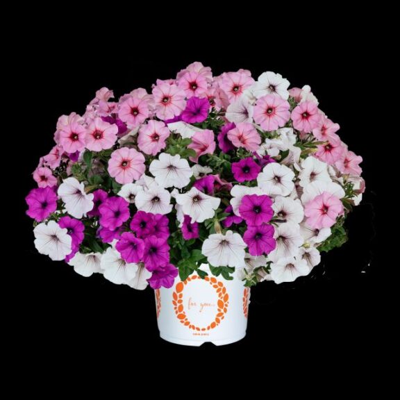 Petunia Confetti Garden Endurable Rose Mix (Dümmen Orange)