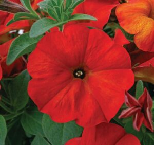 Petunia 'SuperCal Premium Red Maple' (Sakata)