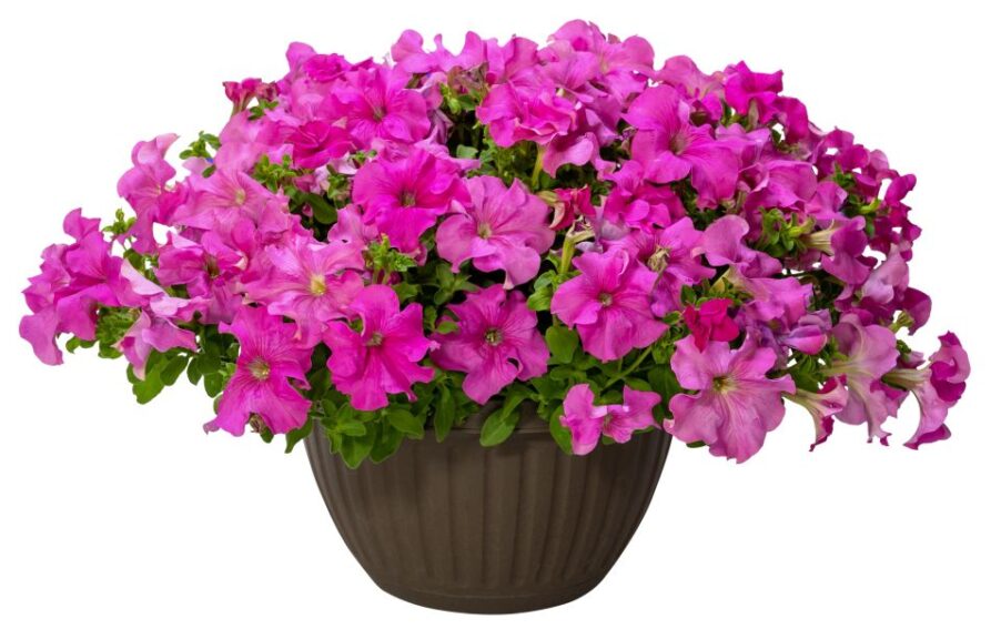 Petunia 'Surfinia XXL Taffy Pink' (Cohen Propagation Nurseries/Suntory Flowers)
