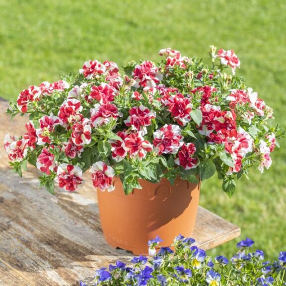 Petunia 'Tumbelina Scarlet Ripple' (Cohen Propagation Nurseries, Kerley)