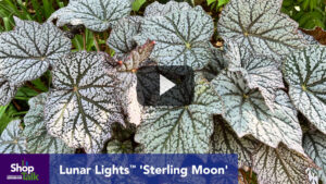 New Varieties Coming Soon From Plants Nouveau (Video)