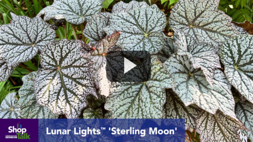 New Varieties Coming Soon From Plants Nouveau (Video)