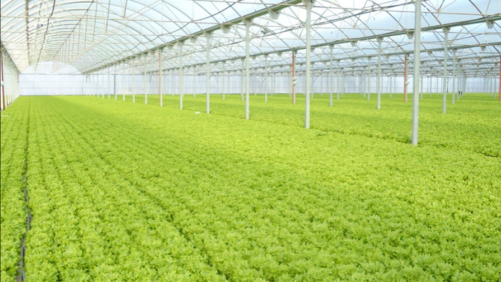 How a New Greenhouse Film Can Help Growers Boost Crop Yields