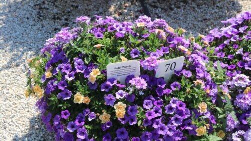In Case You Missed Them: The Top Stories on GreenhouseGrower.com in April