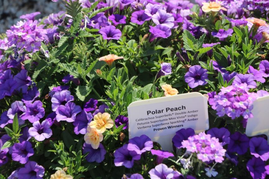 Polar Peach (Proven Winners)