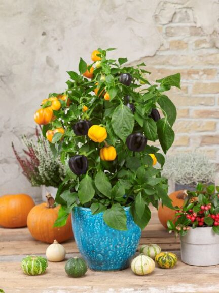 Pumpkin Peppers 'Halloween Sweet Gold' (Prudac)