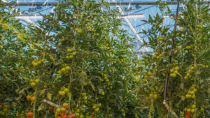 How a New Partnership Will Help CEA Growers Improve Energy and Water Use Benchmarking
