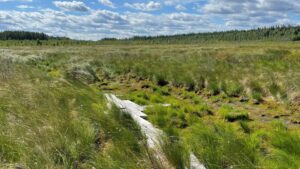 Peat Moss Update From an Insider’s Perspective