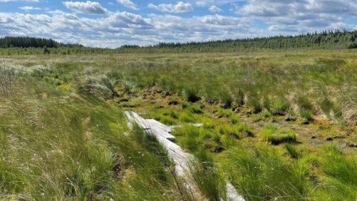 Trump Administration and Floriculture: Peat Moss, the CEA Market, and More
