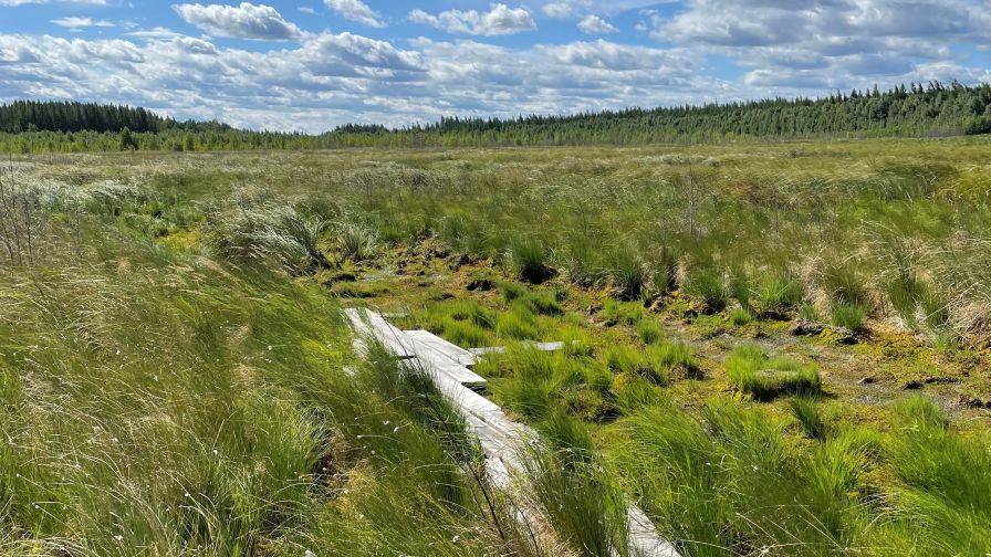 Peat Moss Update From an Insider’s Perspective