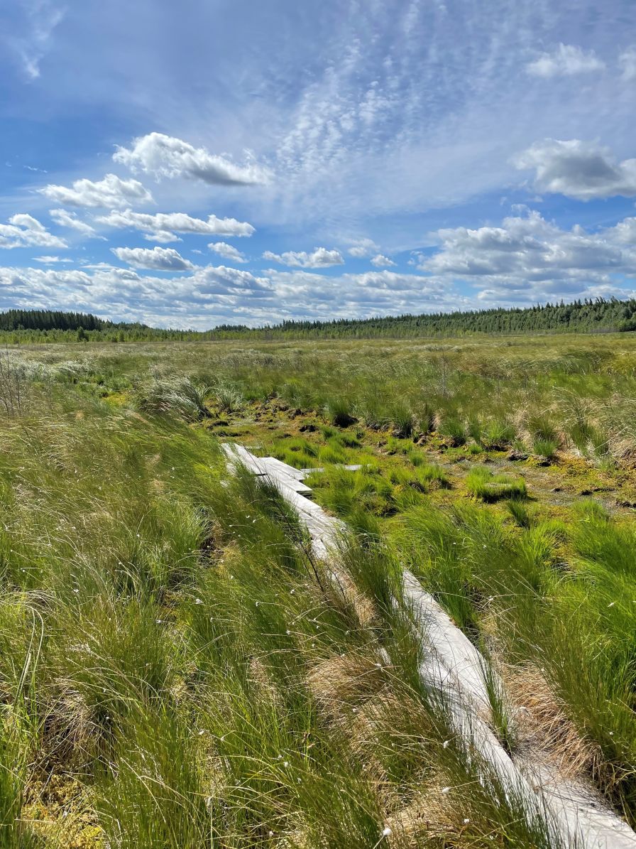 Restored Peatland