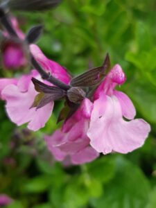 Salvia 'Cuello Cream Pink' (Jaldety Nursery)