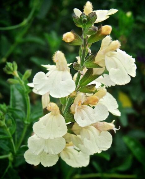 Salvia 'Lemon Pie' (Jaldety Nursery)
