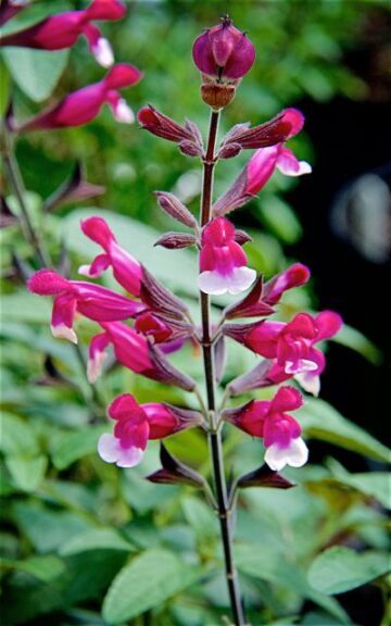 Salvia 'Pink Mulberry' (Jaldety Nursery)