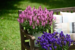 Salvia 'Pink Nebula' (ThinkPlants/Danziger)