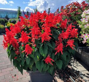 Salvia splendens ‘Red Hill' (Hem Genetics)