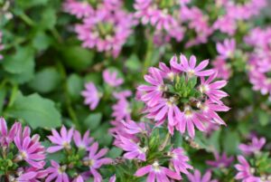 Scaevola 'Surdiva Fashion Pink' (Cohen Propagation Nurseries/Suntory Flowers)