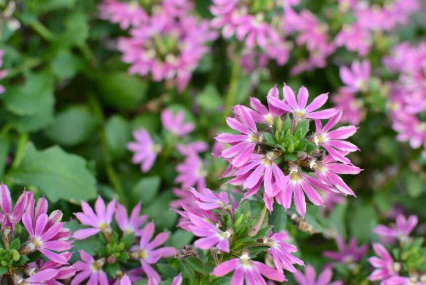 Scaevola 'Surdiva Fashion Pink' (Cohen Propagation Nurseries/Suntory Flowers)
