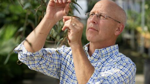 Best Practices to Follow When Using Biocontrols in the Greenhouse