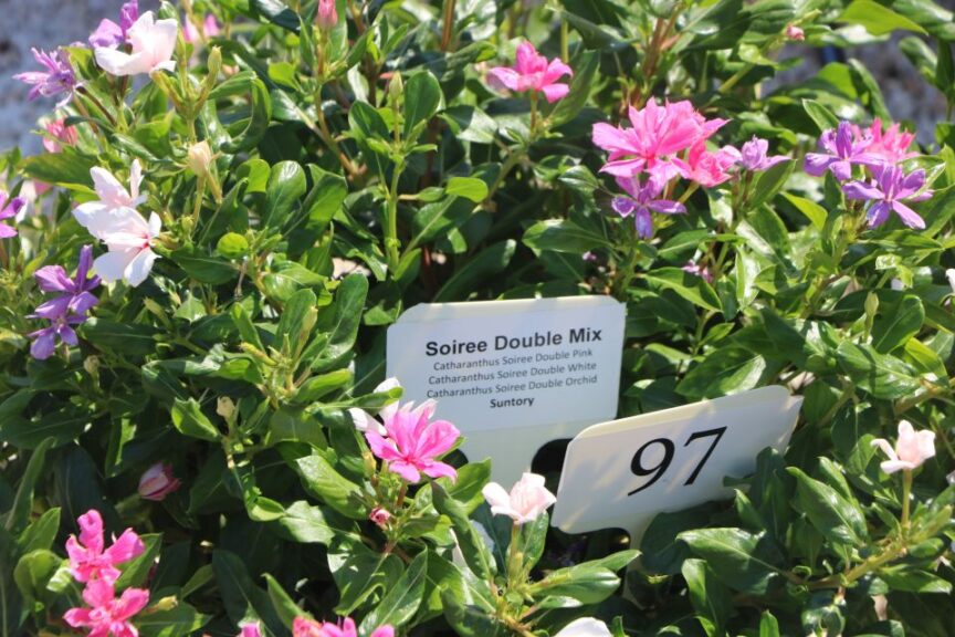 Soiree Double Mix Combo (Suntory Flowers)
