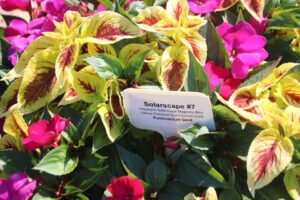 SolarScape #7 (PanAmerican Seed)