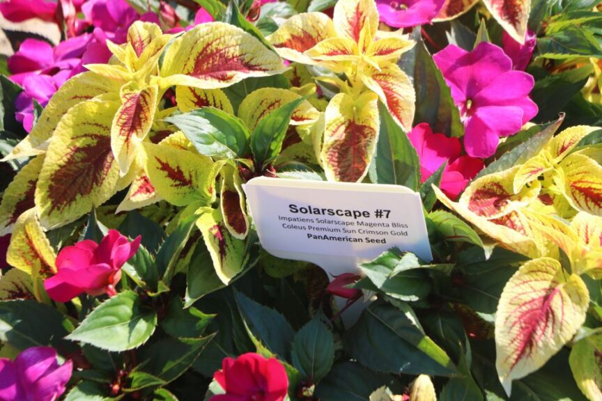 SolarScape #7 (PanAmerican Seed)