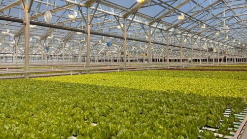 Mastronardi Produce Expands Backyard Farms Lettuce Brand While Aiding Two Family Businesses