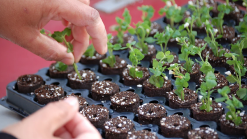 Linwell Gardens Becomes Latest Member of ThinkPlants Network