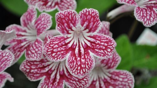 Northeast Greenhouse Conference to Feature the Latest in Breeding and Genetics