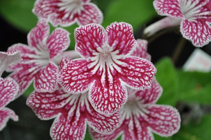 Streptocarpus 'Lady Slippers Cherry Ice' (Green Fuse Botanicals)