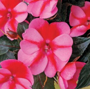 SunPatiens Compact Impatiens 'Red Candy' (Sakata Ornamentals)