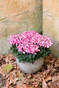 Cyclamen ‘Djix Salmon with Eye’ (Sakata Ornamentals)