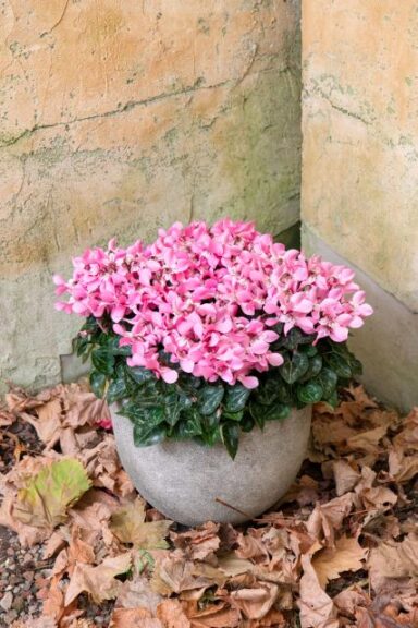 Cyclamen ‘Djix Salmon with Eye’ (Sakata Ornamentals)