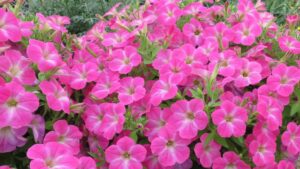 California Spring Trials 2023 Preview: Breeders Show a Passion for Pink