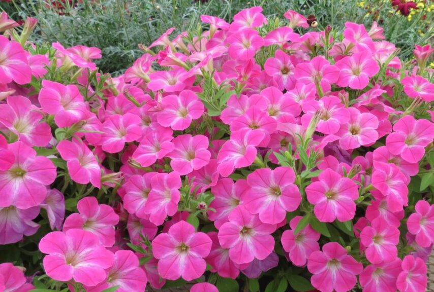 Surfinia 'Patio Party Pink' (Suntory Flowers)