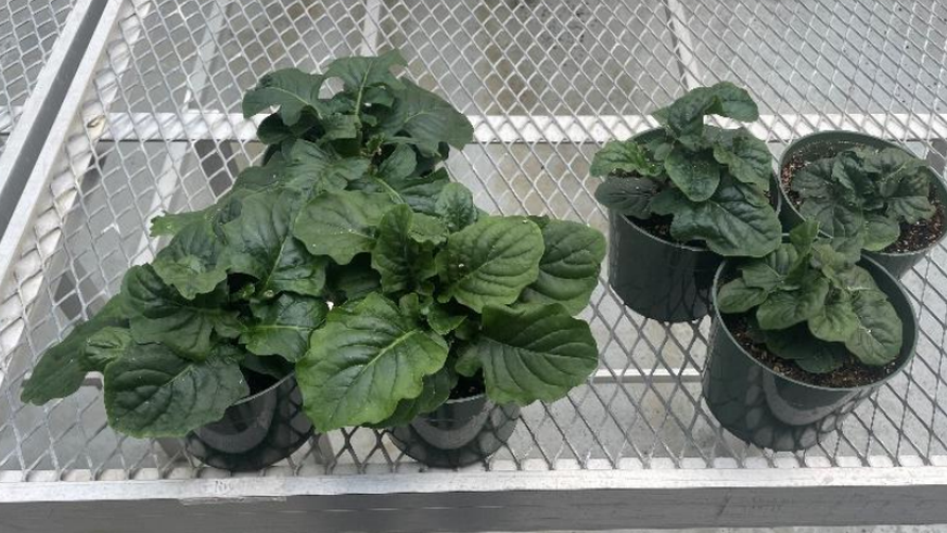 Underwatering of Gerbera