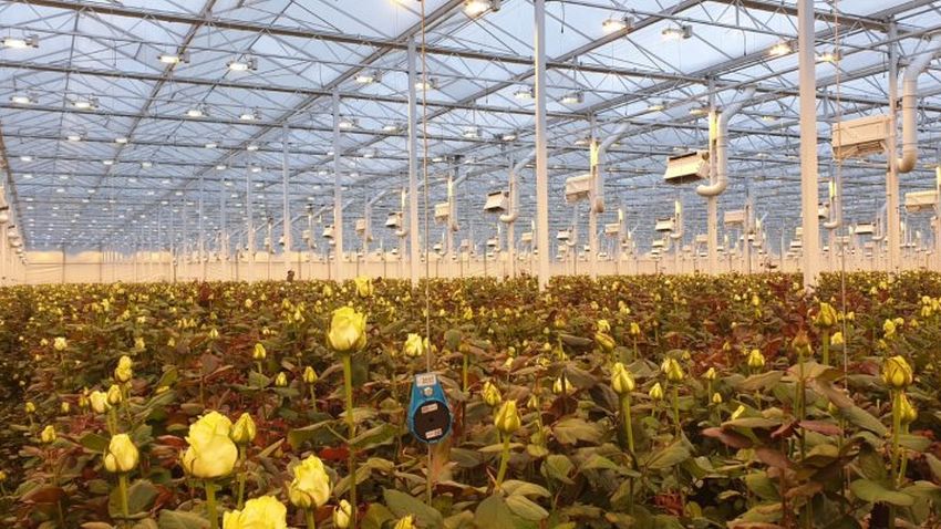 Wageningen Greenhouse climate Model