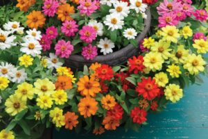 Zinnia Belize Double Series (American Takii)