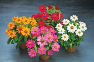 Zinnia Belize Series (American Takii)