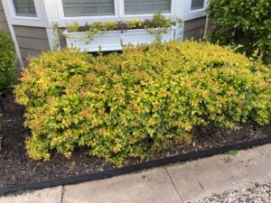 Abelia 'Canyon Creek'