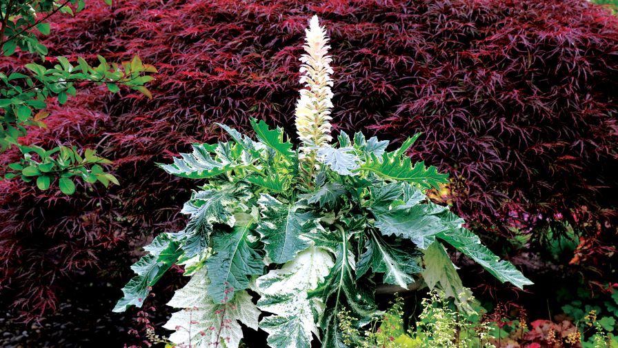 Acanthus Whitewater (Terra Nova Nurseries)