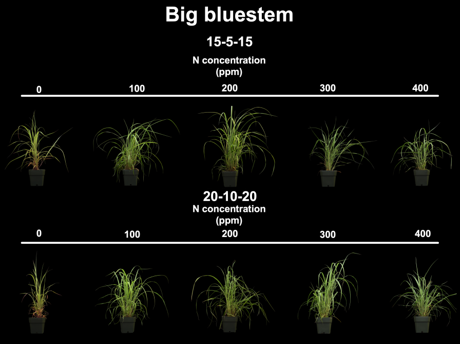 Ammonium Fertilizer Big Bluestem
