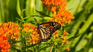 Fertilizing North American Native Prairie Plants